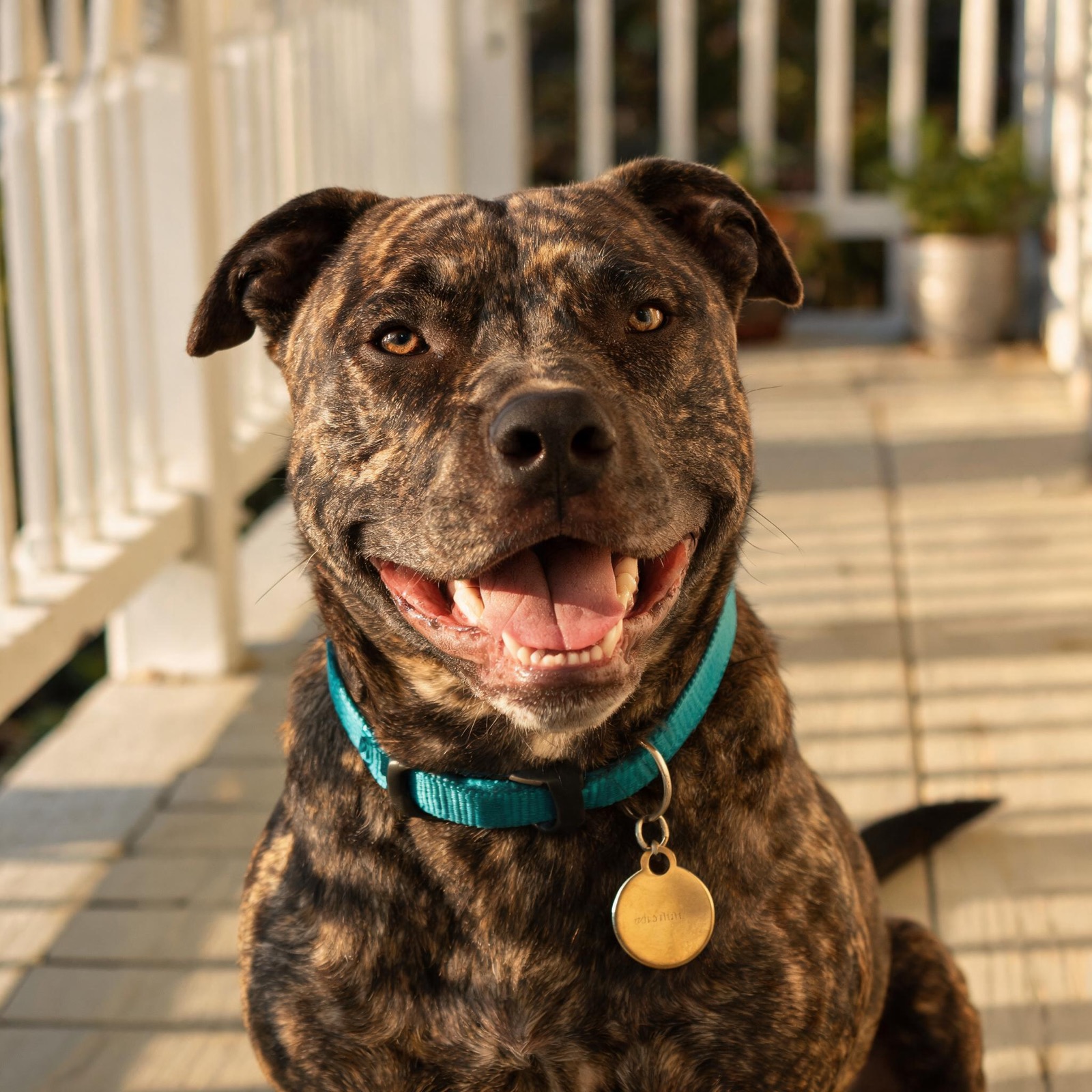 A smiling brindle pit bull mix on a sunny porch wearing a teal collar.